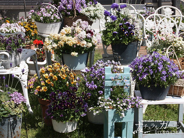 春に庭で育てたい花 チェリーガーデン春の花コレクション ガーデンdiy図鑑