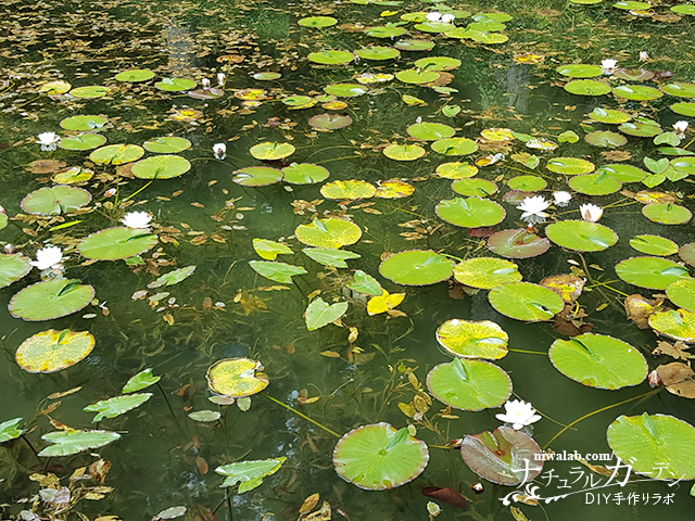 池に咲く睡蓮