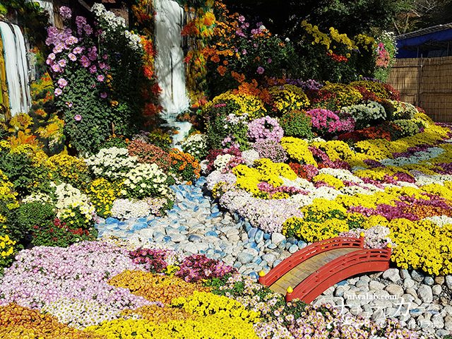 岐阜城を背景に 岐阜公園の美しい秋の景色と菊人形 菊花展 ガーデンdiy図鑑