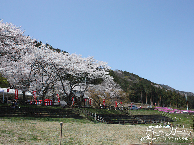 池田町の桜