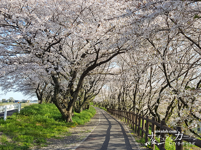 神戸町桜