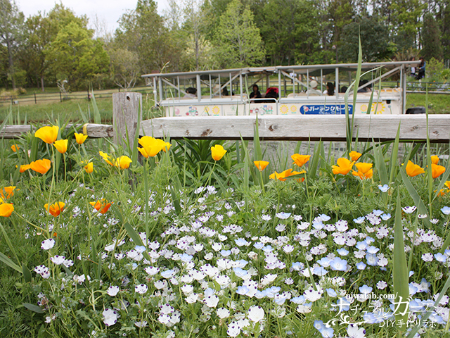 浜名湖ガーデンパーク春の花