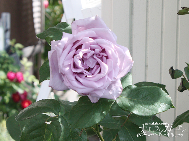 庭のバラが満開に！『チェリーガーデンバラコレクション2』～バラの 