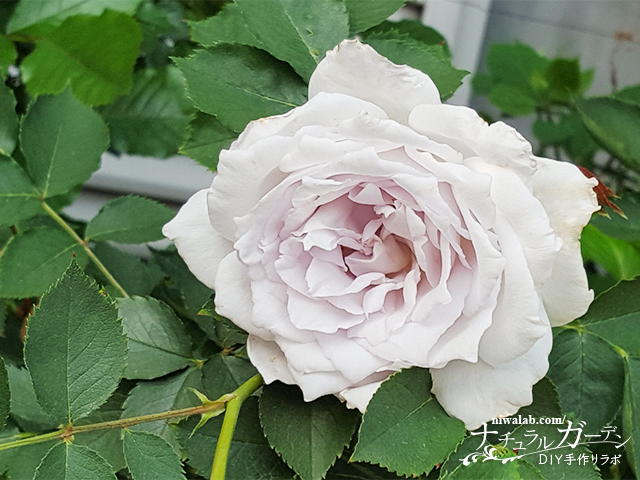 庭のバラが満開に！『チェリーガーデンバラコレクション2』～バラの種類と特徴～ | ガーデンDIY図鑑