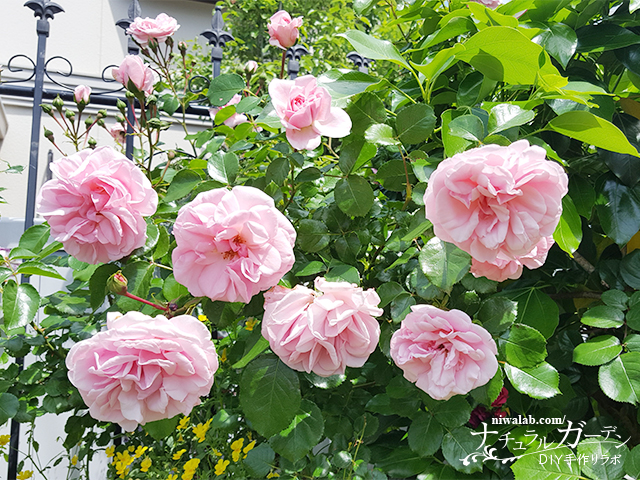 庭のバラが満開に！『チェリーガーデンバラコレクション2』～バラの 