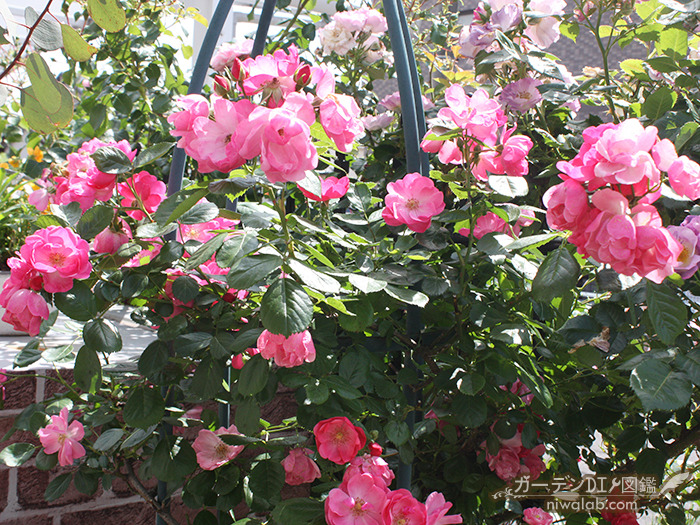 壁面やアーチを美しく飾る 育てやすい人気のつるバラ10選 ガーデンdiy図鑑