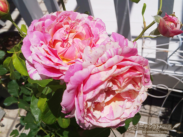 淡い絞りの華やかなバラ フランスデルバール社のクロードモネを購入 ガーデンdiy図鑑