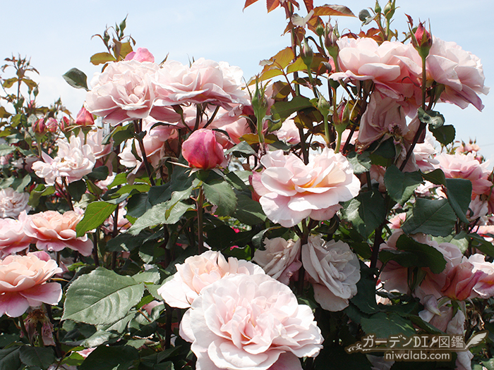 落ち着いた色彩が大人っぽい アンティークカラーが魅力のバラの品種 ガーデンdiy図鑑