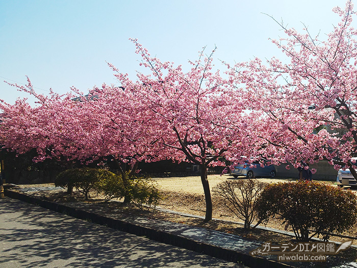 駐車場の桜並木