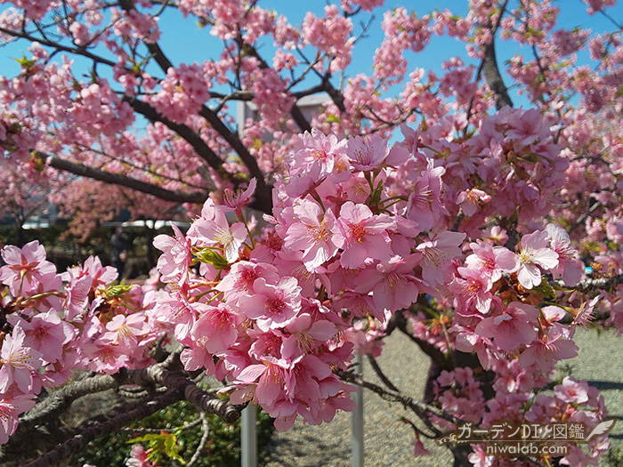 河津桜の特徴